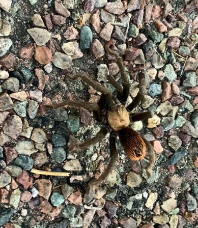Aug 26 - Tarantula. Aug 26 - Tarantula.